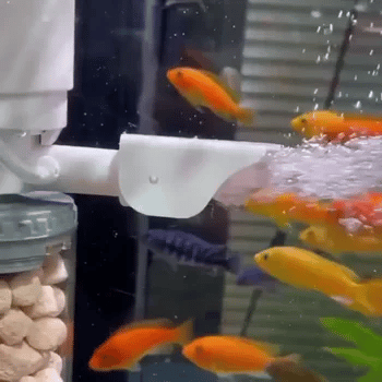 Peces nadando en un acuario limpio y saludable