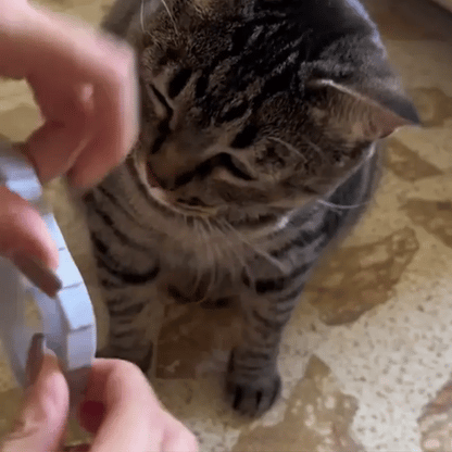 Dog Flea & Tick Collar - Collar Antipulgas