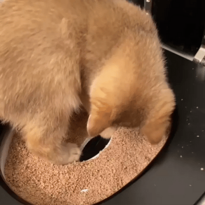 CitiKitty | No más cajas de arena olorosas