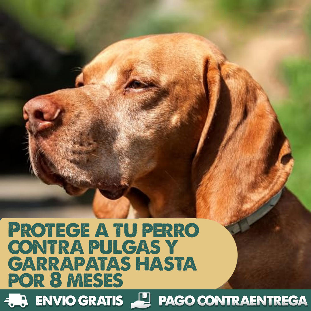 Dog Flea & Tick Collar - Collar Antipulgas