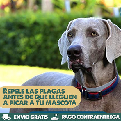 Dog Flea & Tick Collar - Collar Antipulgas